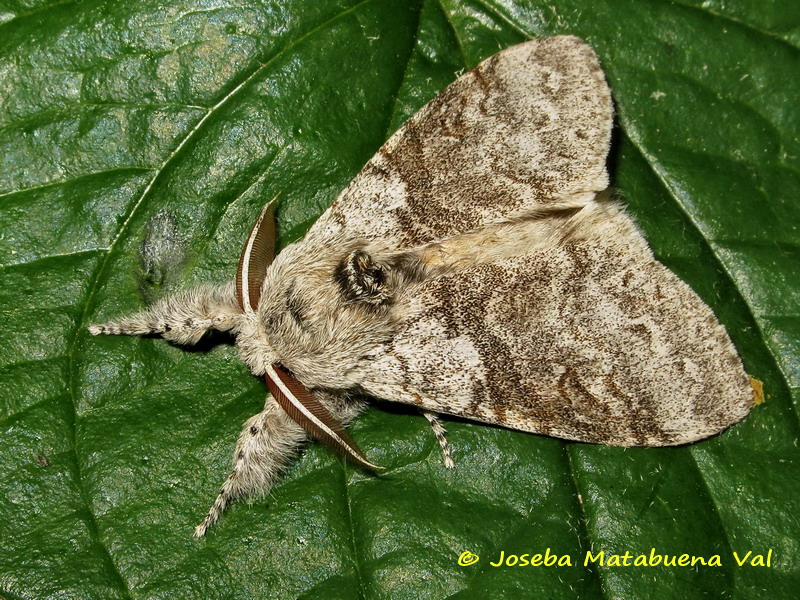 Calliteara pudibunda - Erebidae Lymantriinae